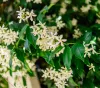 Clusters of creamy white star‑shaped jasmine flowers surrounded by glossy green leaves, creating a lush and fragrant display.