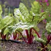 swiss chard in a row