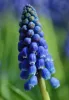 A close-up of a grape hyacinth showing a tight cluster of deep blue, bell-shaped blossoms with small greenish buds at the top, set against a softly blurred blue and green background.