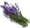 A fresh bouquet of purple lavender stems with slender green leaves, arranged against a clean white background.