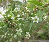 A close-up view of a lemon‑scented tea tree branch, showing slender green leaves and small white flowers with delicate petals. The blossoms are scattered among round buds, giving the plant a light, airy appearance against a soft, natural background.