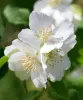 A cluster of delicate white mock orange blossoms with bright yellow stamens, set against soft green foliage and glowing in natural sunlight.