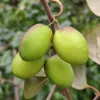 jujube on tree