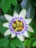 Passionflower with white outer petals, purple-and-yellow center, with purple and yellow filaments protruding from the middle, amongst glossy green leaves.