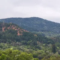 bark beetle killed Douglas-fir on a hillside