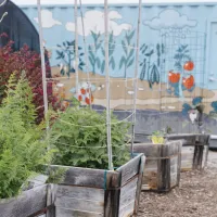 A container garden with a mural in the background.