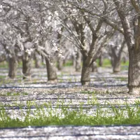 Almond orchard in bloom