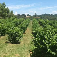 Rows of tree crops in the Sierra foothills.