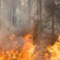 Flames burning conifer forest floor.