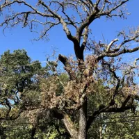 Valley oak in severe decline following MOB infestation.