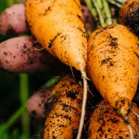 Carrots in persons hand