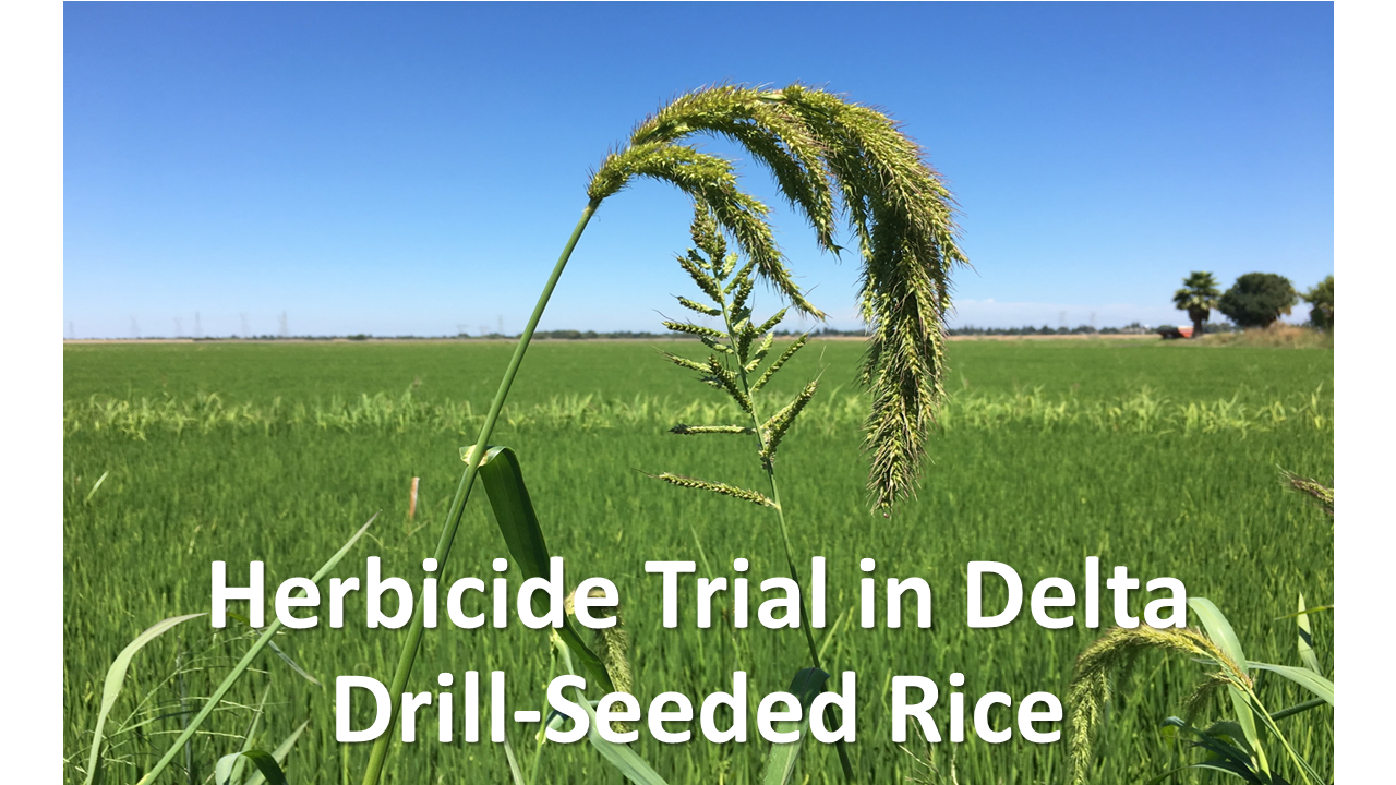 Herbicide Trial