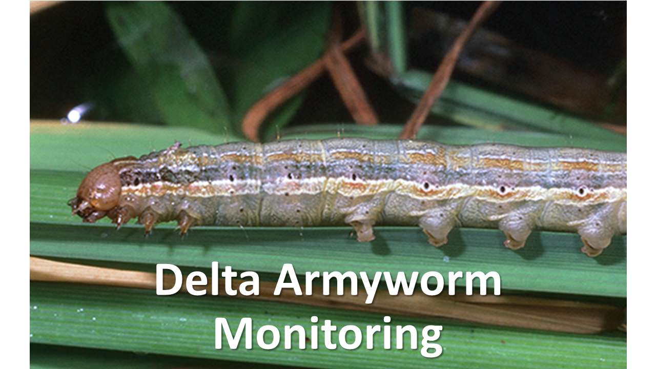 Delta Armyworm Monitoring