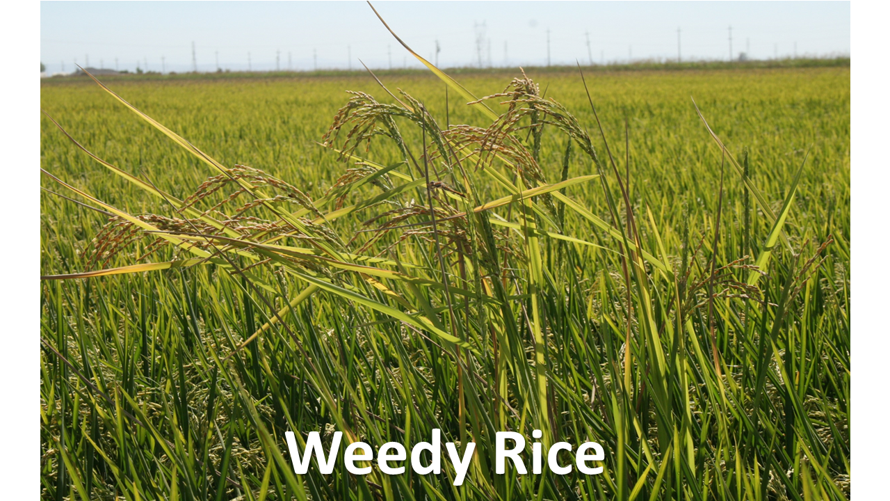 Weedy Rice