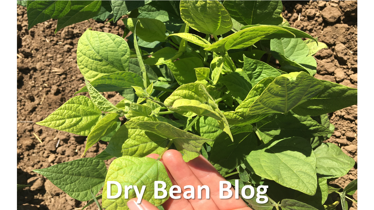 Dry Bean Blog