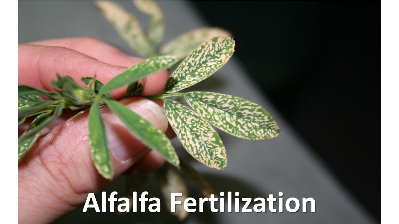 Alfalfa Fertilization
