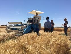 Harvesting_wheat
