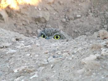 burrowing owl at Desert REC