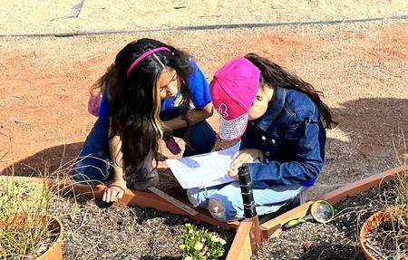 children studying plants