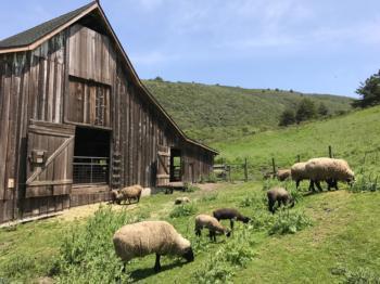 Sheep in front of Upper Barn