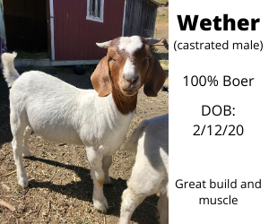 purebred boer goats for sale near me