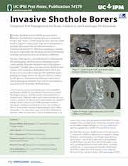 smallpninvasiveshotholeborer_Page_1