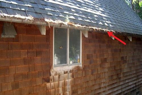 Rain gutters with accumulated debris