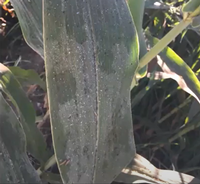 Ash on a large leaf