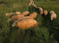 Line of sheep in a field of tall grass