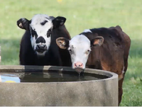 Two cows drinking from a trough