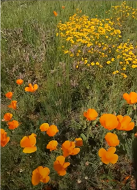 California poppies