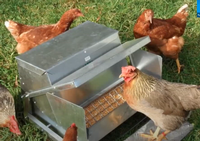 Chickens eating from an enclosed feeder