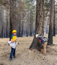 Workers in hardhats examining a forest after a fire