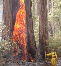 Redwood tree partially burning