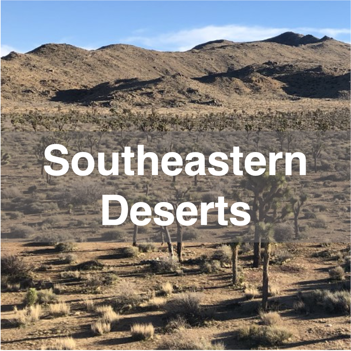 Southeastern Deserts