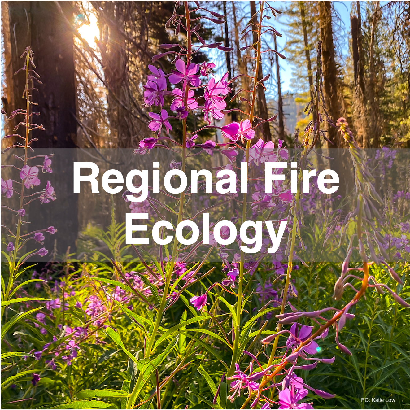 Regional Fire Ecology