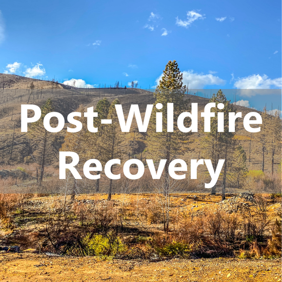 Post-Wildfire Recovery