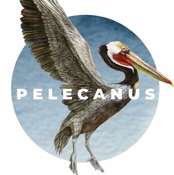 Pelecanus_Lenya