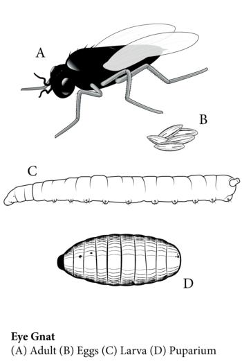 Eye Gnat-Stages