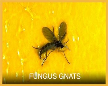 Fungus Gnat Button