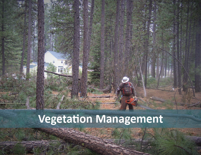 Vegetation Management