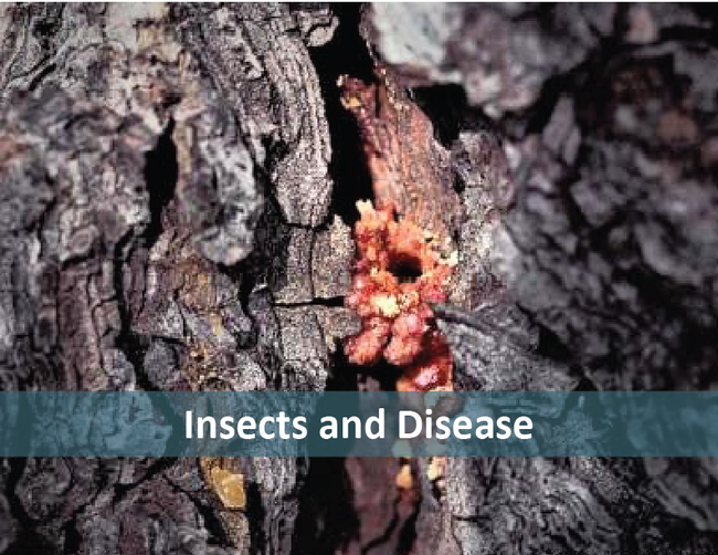 InsectandDisease