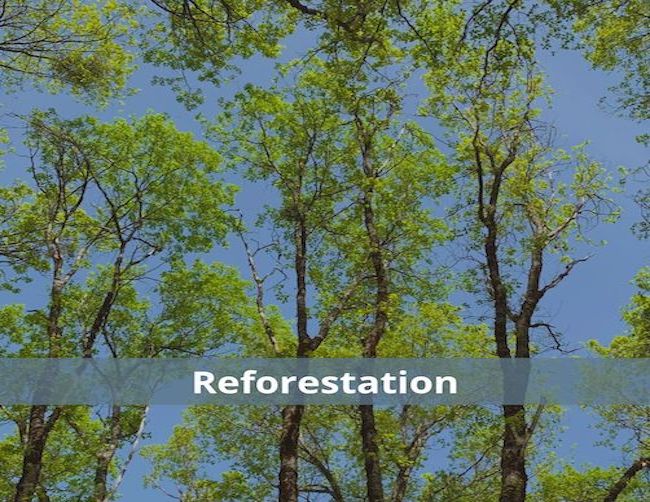 Reforestation image
