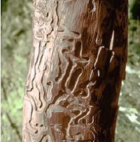Wood borer galleries burrowed under the bark of a conifer