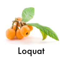 Loquat