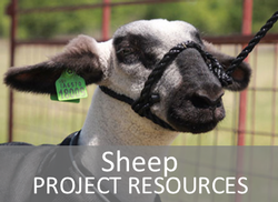 Sheep Project Resources Website Page Link