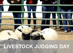 Livestock Judging Day Page Link