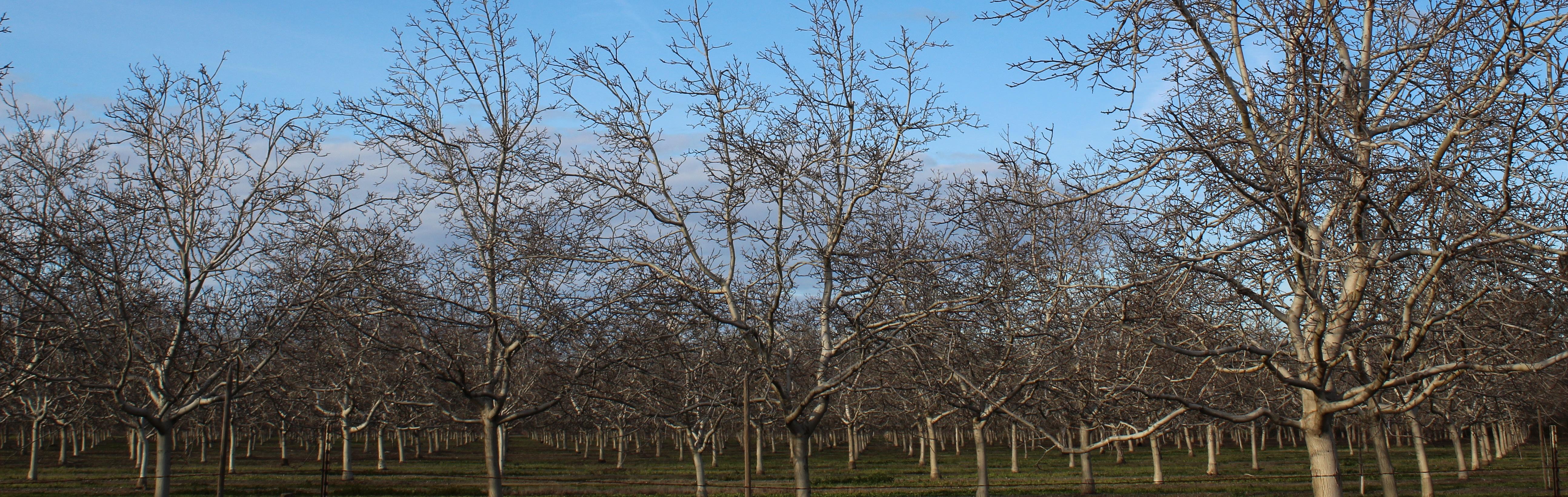 Walnut Tree Crop Image