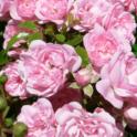 Now is the Time to Prune Roses