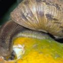 Get Rid of Those Slugs and Snails in Your Garden Now!